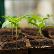Seedling-5009286_1280