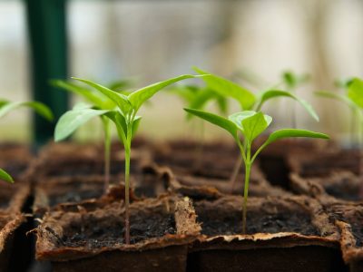 Seedling-5009286_1280