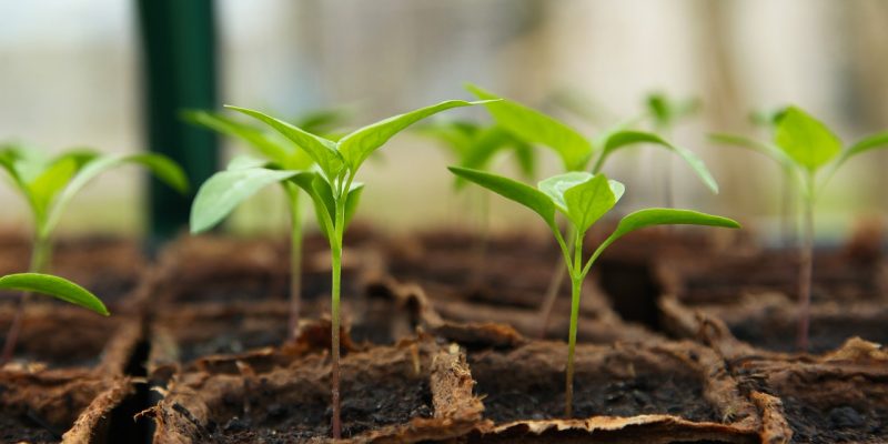 Seedling-5009286_1280