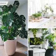 Green living embodied houseplant decor ideas