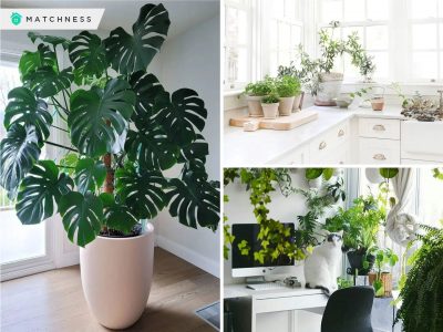 Green living embodied houseplant decor ideas