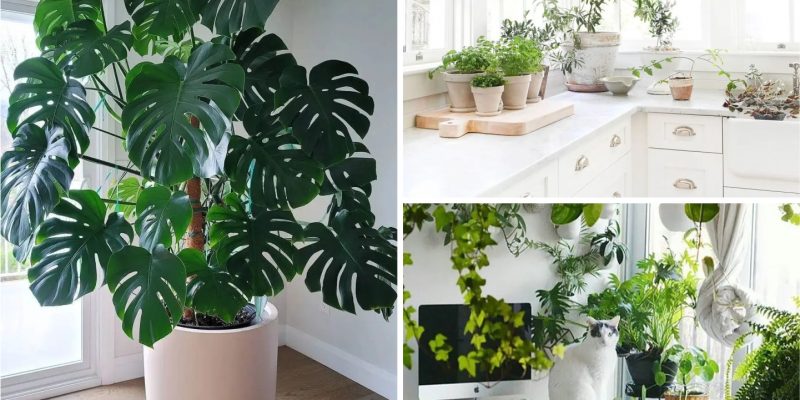 Green living embodied houseplant decor ideas