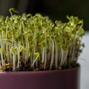 Flora-3206012_1280