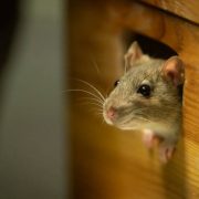 One cute rat looking out of a wooden box
