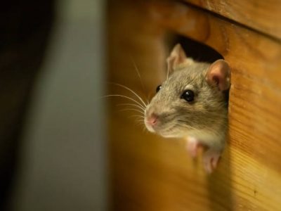 One cute rat looking out of a wooden box