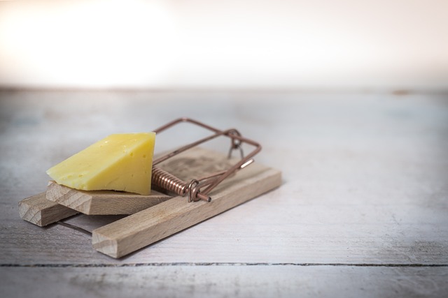 Mouse-trap-2846147_640