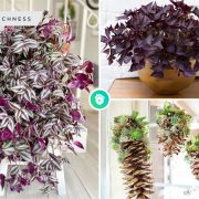 Possible decorative plants you can have during winter