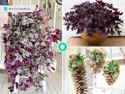 Possible decorative plants you can have during winter