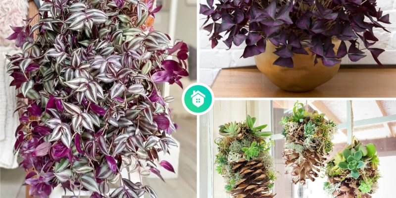 Possible decorative plants you can have during winter