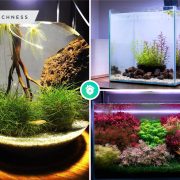 12 best designs for your small aquarium set up