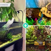 2 types of turtle terrarium an explanation with some ideas to inspire you