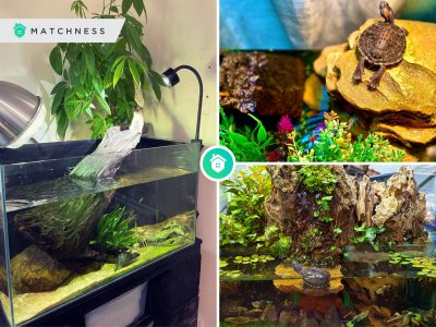 2 types of turtle terrarium an explanation with some ideas to inspire you
