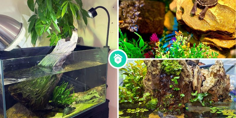 2 types of turtle terrarium an explanation with some ideas to inspire you