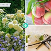 7 best shower scent combo for a perfect layering