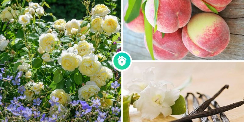 7 best shower scent combo for a perfect layering