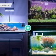 9 creative fish tank theme ideas for your aquatic oasis