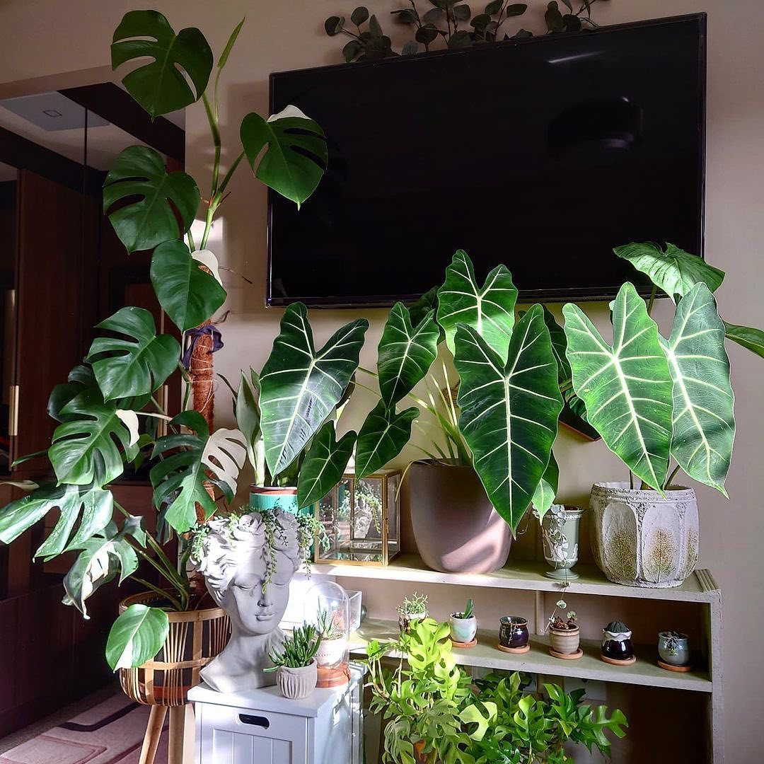 This TV frame decoration is adorable and the plants are not only hung but also placed around the TV. 