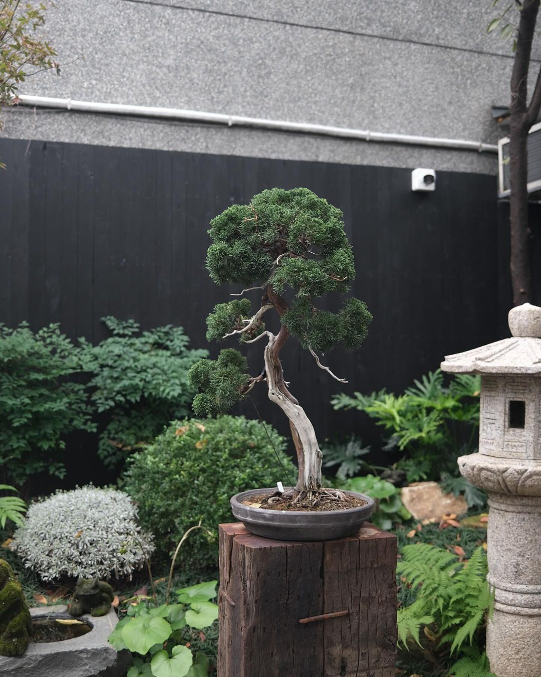 The bonsai is basically can be any plant. This one is planted in a pot with a wood stand.
