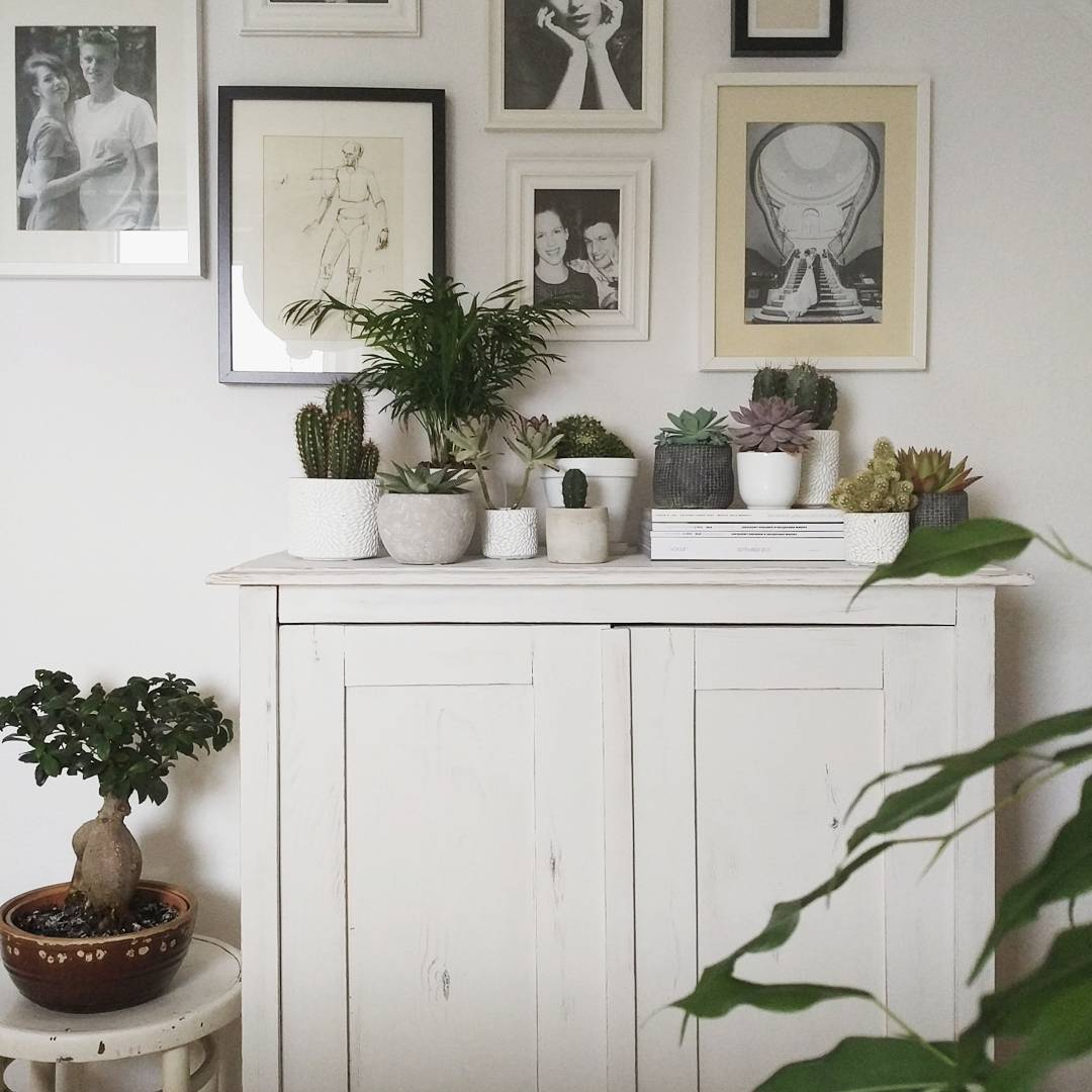 The cactus is perfect to be paired with succulents for your summer indoor greenery.
