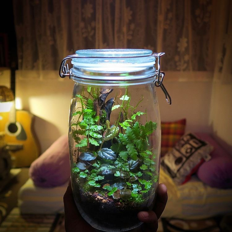 This terrarium has a minimum decoration for the jar parts. It is useful not to make the terrarium lose its attraction.