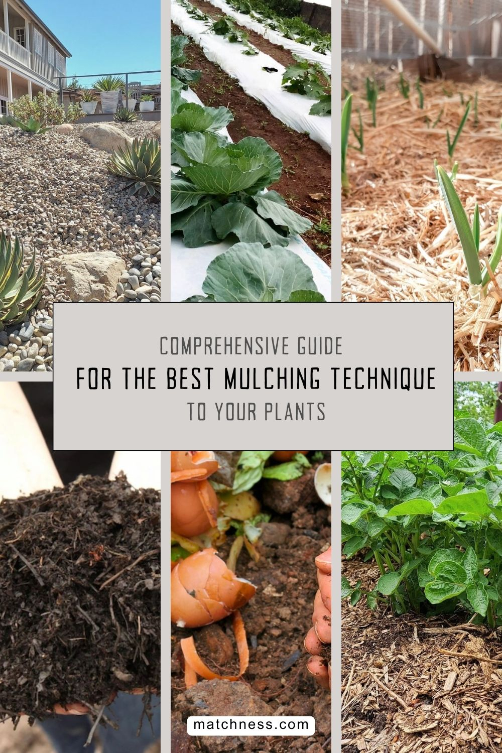 Comprehensive guide for the best mulching technique to your plants