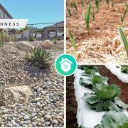 Comprehensive guide for the best mulching technique to your plantsfi