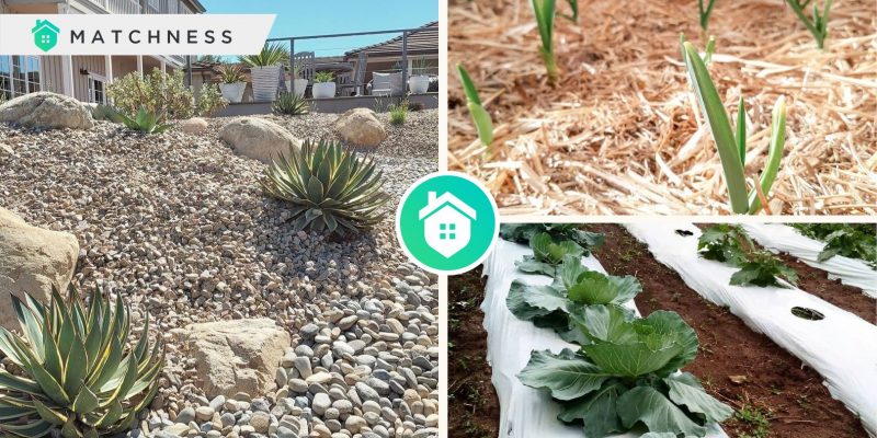 Comprehensive guide for the best mulching technique to your plantsfi