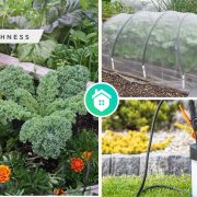 Effective advices for your garden pest control to get a healthy gardenfi