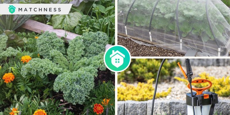 Effective advices for your garden pest control to get a healthy gardenfi