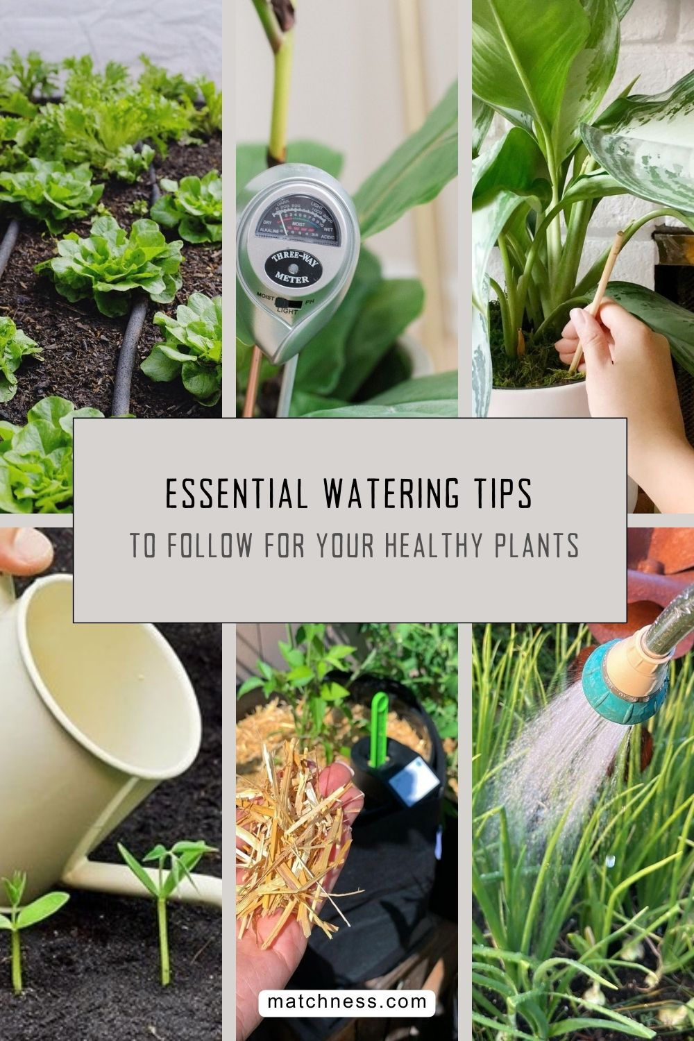Essential watering tips to follow for your healthy plants