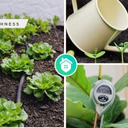 Essential watering tips to follow for your healthy plantsfi