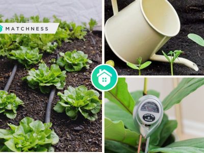 Essential watering tips to follow for your healthy plantsfi