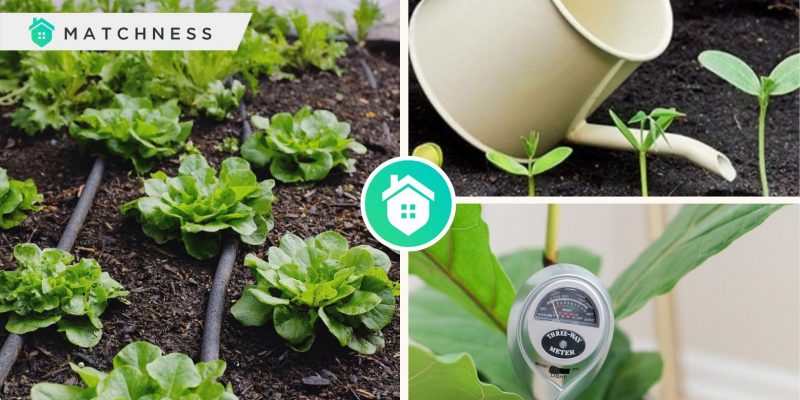 Essential watering tips to follow for your healthy plantsfi