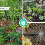 Guides for you to start your own vegetable gardenfi