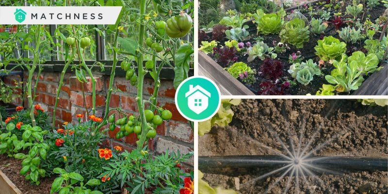 Guides for you to start your own vegetable gardenfi