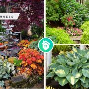 How to deal with shade garden decoration in an effective wayfi