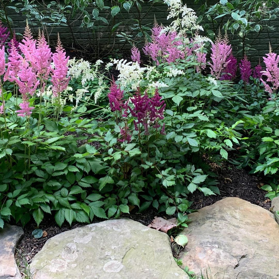 Astilbe provides beautiful plume-like flowers and is perfect for partial to full shade.