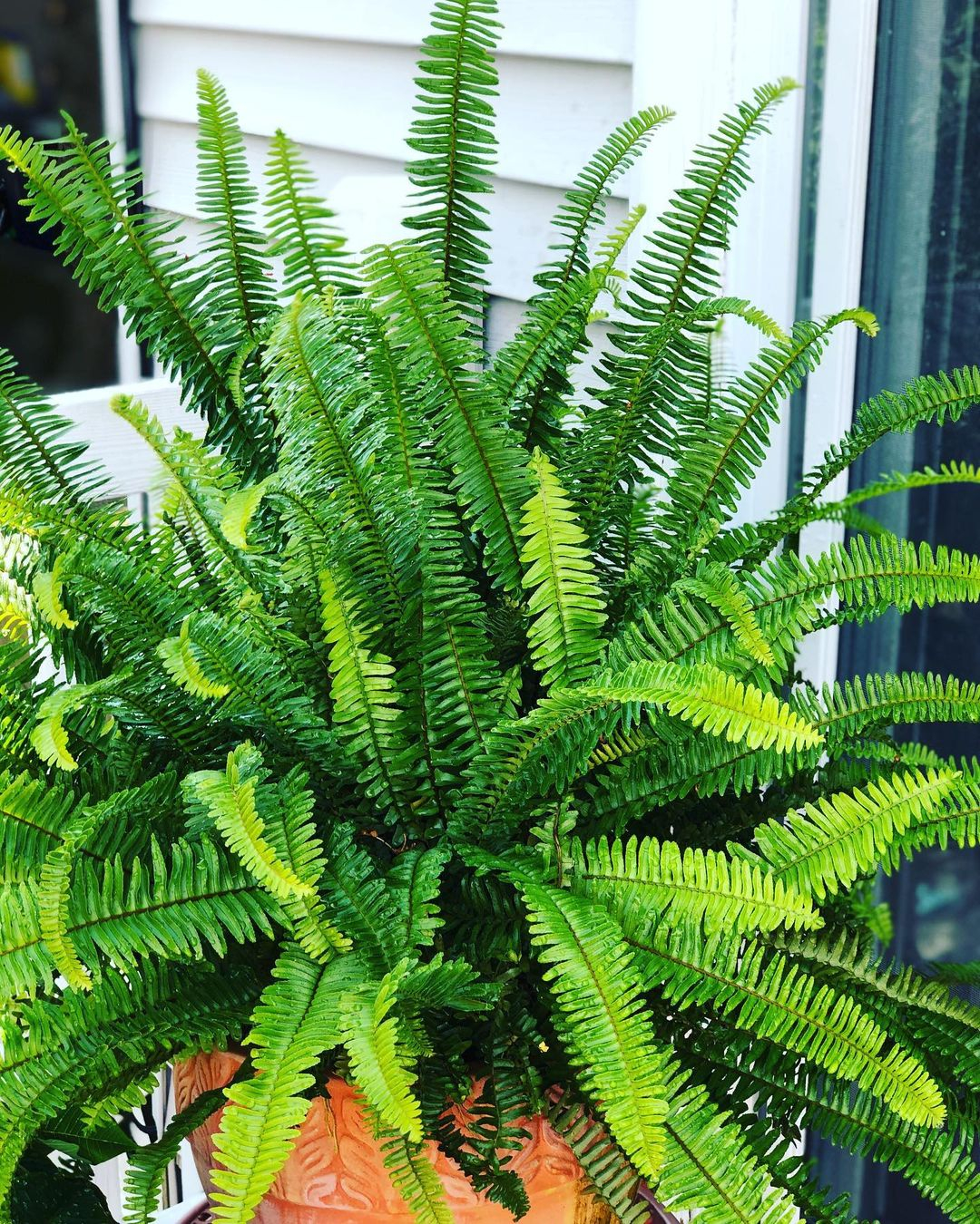 The fern is ideal for full shade. It is known to add a delicate and feathery texture.