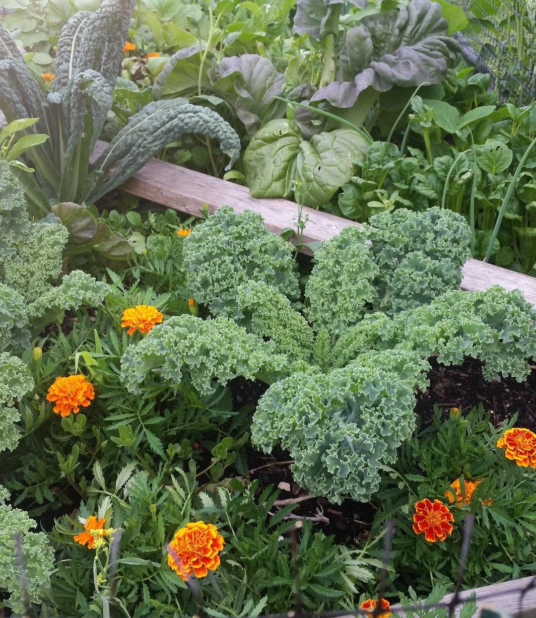 The marigold can be such a great companion plant. Look at the flowers which are pretty.
