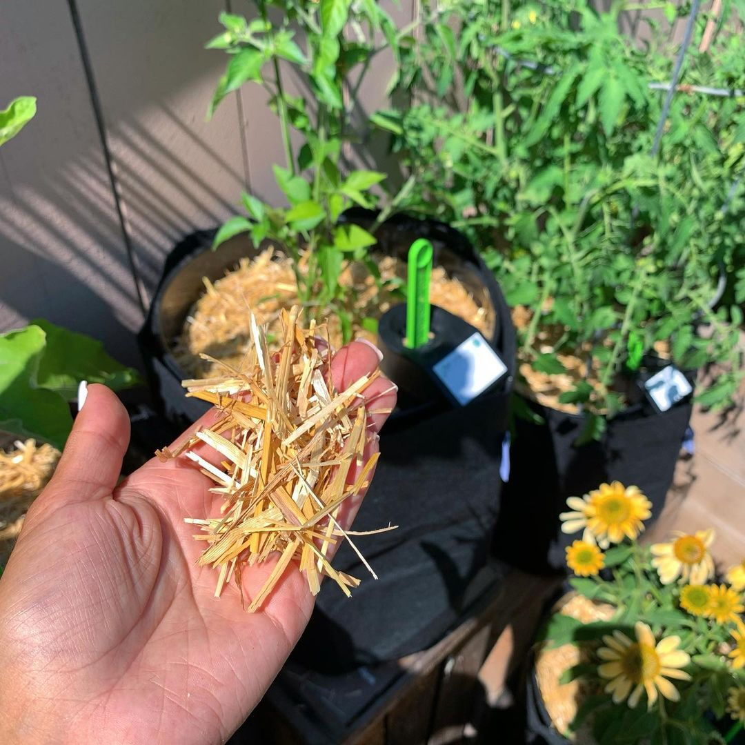 This is what we call mulch. The mulch is a simple thing but can give such a big impact for your plants.