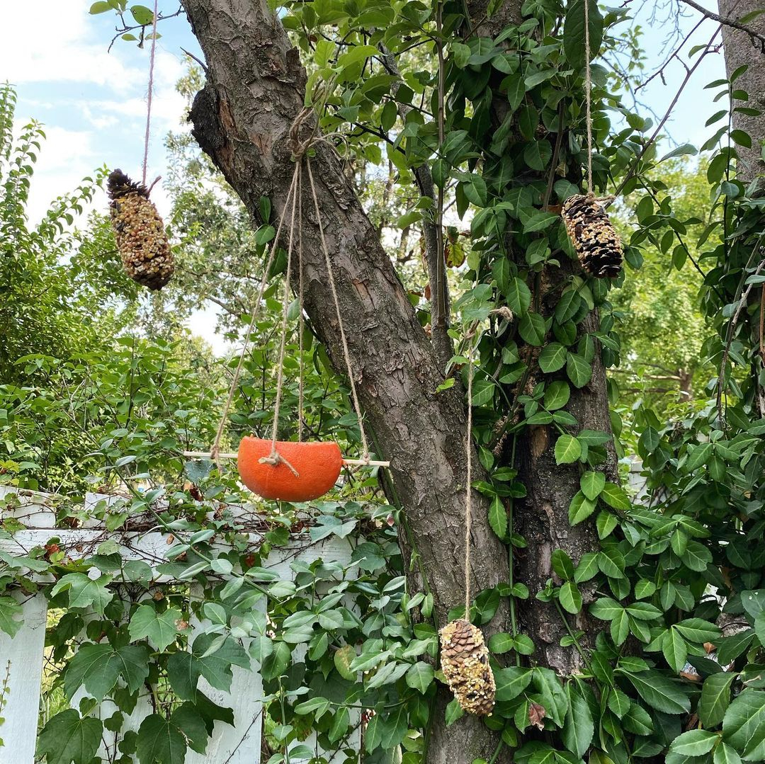 The natural materials being used in this garden to make the feeders are grapefruit and pinecone. 
