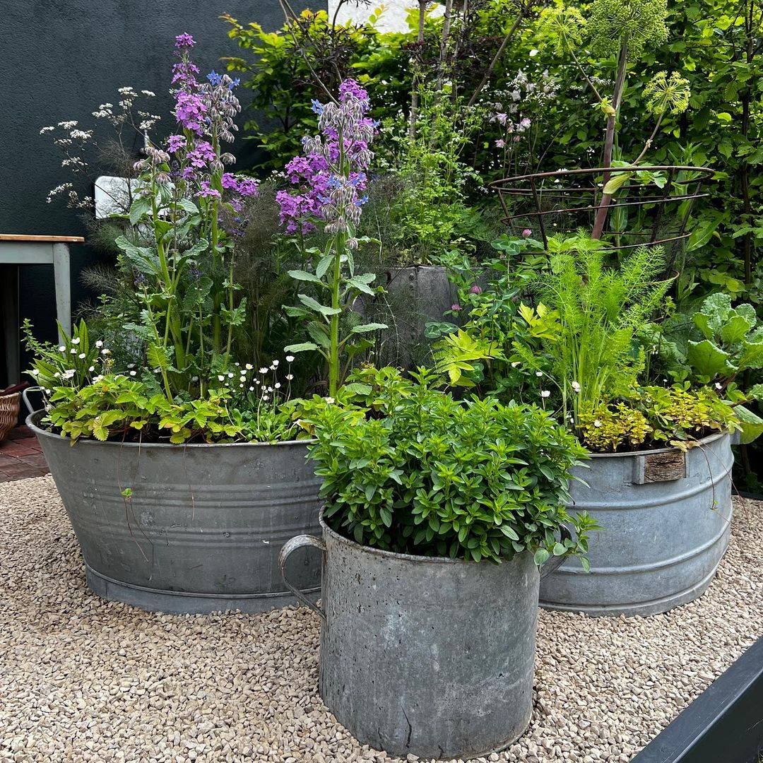 The old buckets can be such an adorable container for your garden.