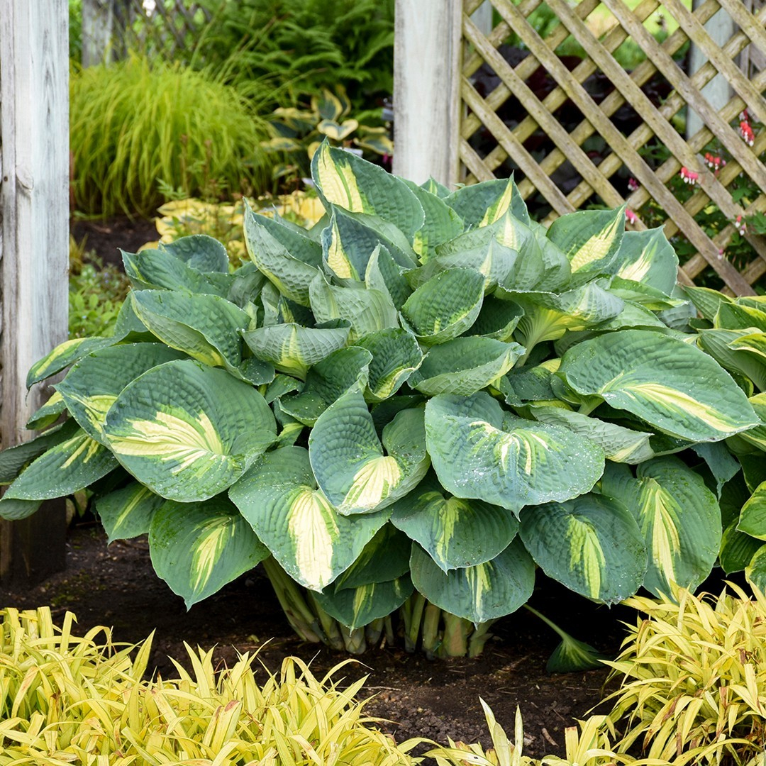 Known for their large, lush leaves, hostas come in various sizes and colors.