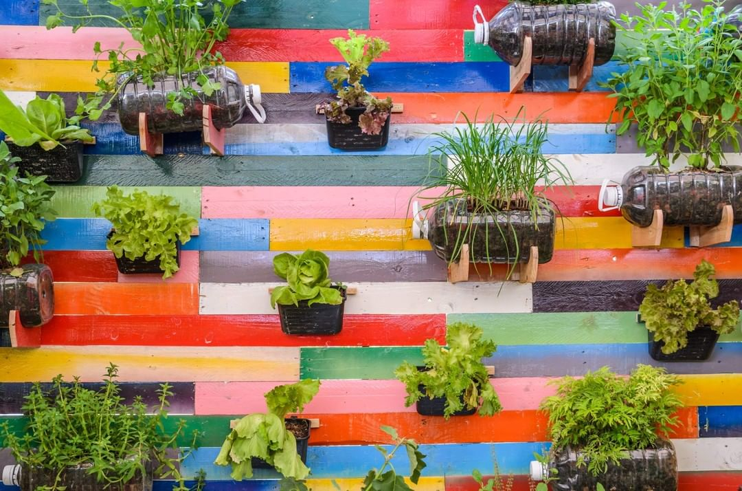 This vegetable garden is made by using the recycle containers. There are some bottles that are used to grow the vegetables.