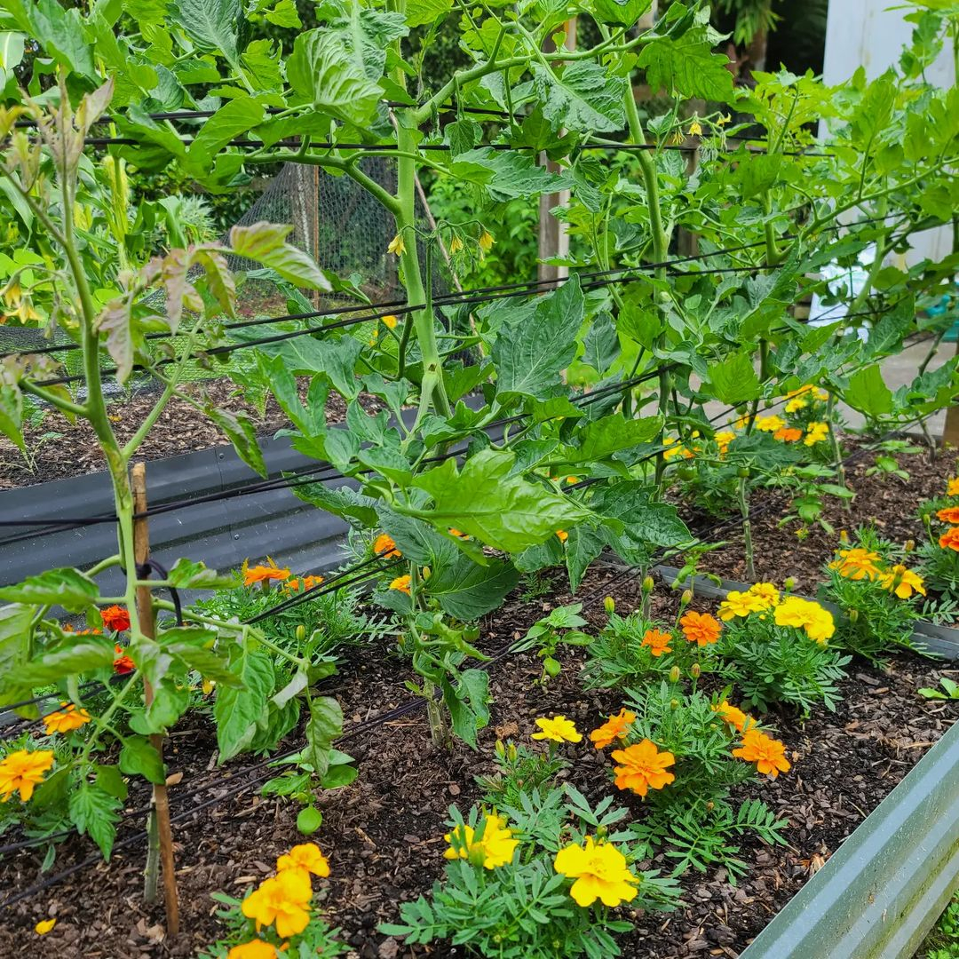 Having the marigold for pest control is such a great idea. You can see here how pretty the flowers of the marigold are.