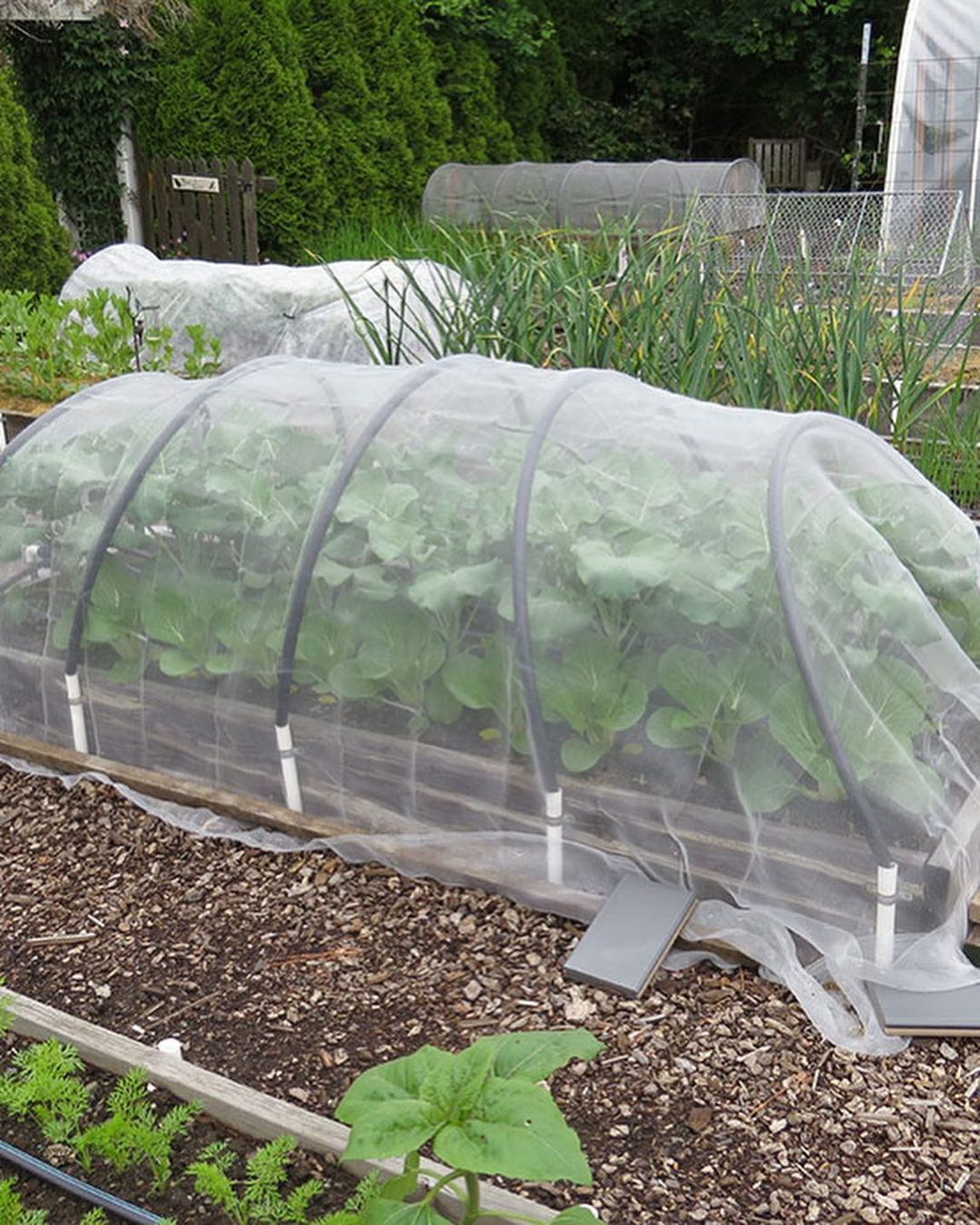 This one can be effective for your vegetable garden because the main purpose of the garden is not about the beauty.