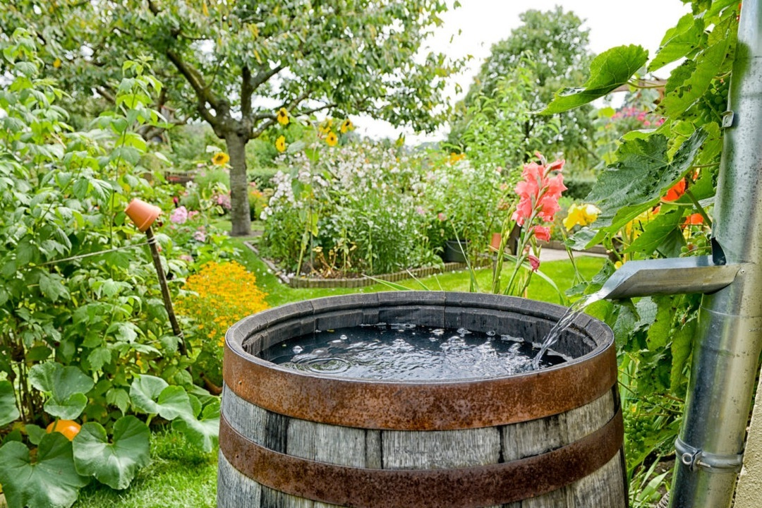 This one is an example of how the barrel installation can be an effective media to collect the rainwater.