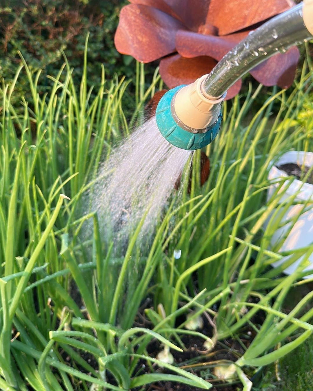 Onion is one of the plants that are a little bit tricky and need to be concerned for the watering process.