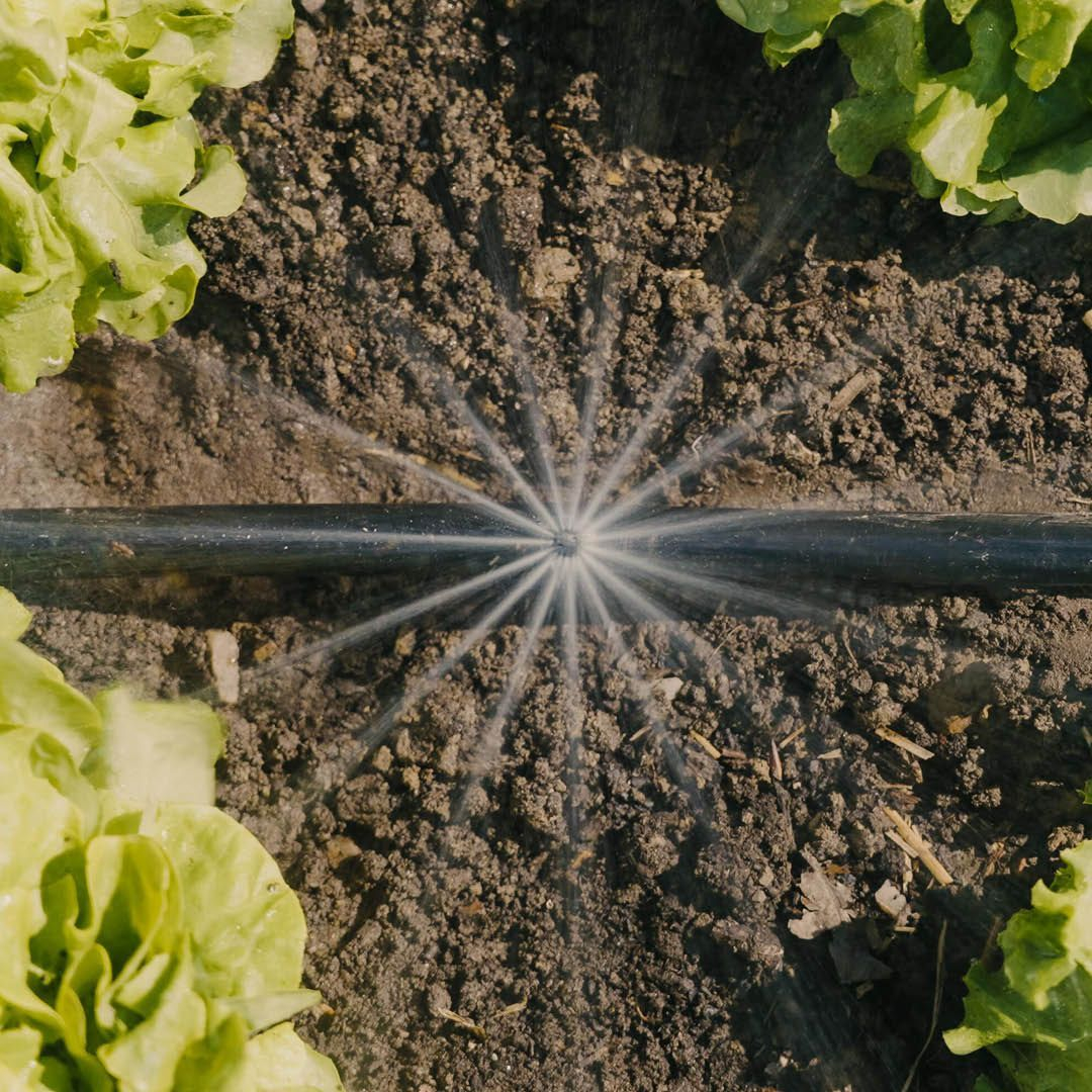 The first thing that you should consider in maintaining your vegetable garden is watering.