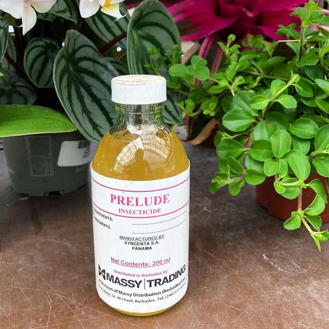 This kind of insecticide is effective in controlling ants, cockroaches, termites, ticks, and flies.